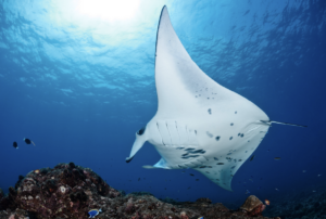 big island tours & activities