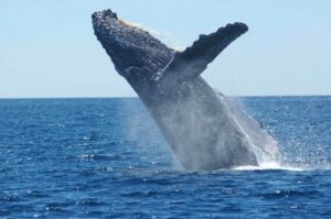 kona hawaii whale watching